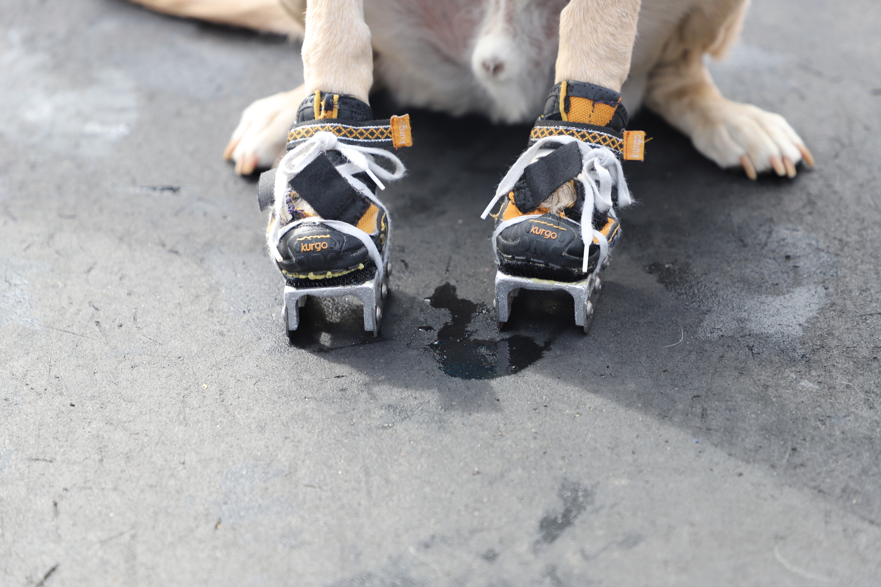 Benny the ice skating dog