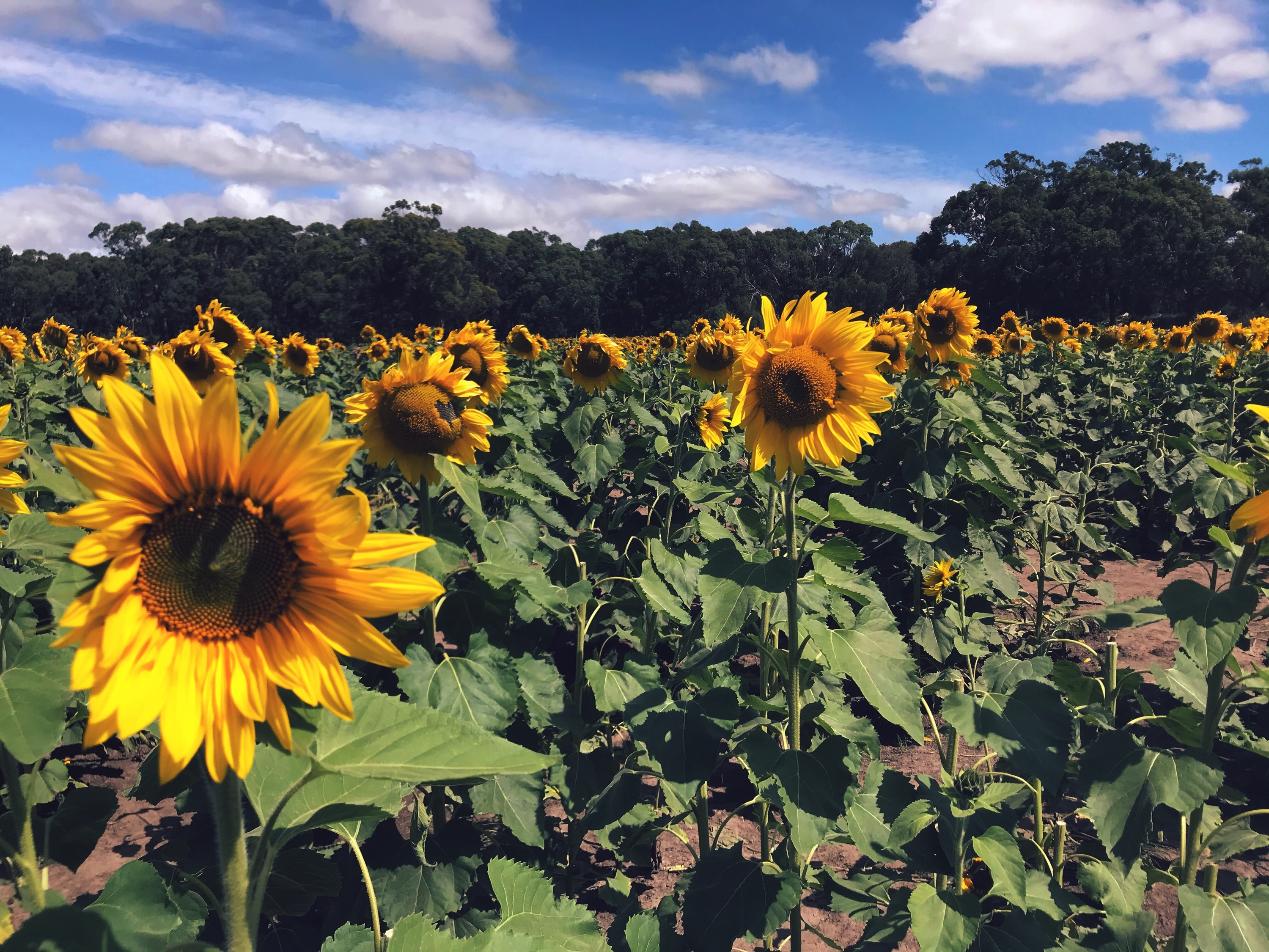 Angel romero sunflower