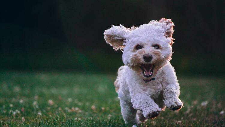 We have more parks and off-leash dog areas