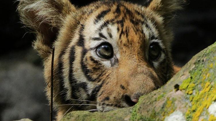 Photograph: Mandai Wildlife Reserve