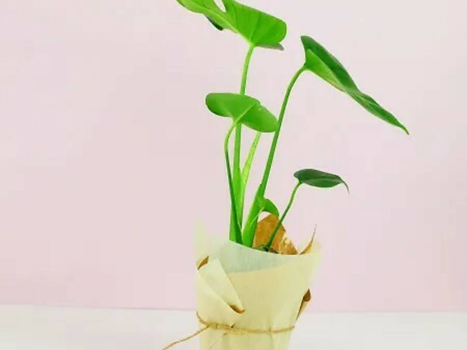 The Best Flower Delivery Services in Melbourne Online Florists 2024