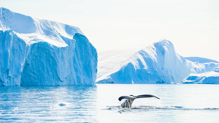 Fancy a day of whale-watching in Greenland?