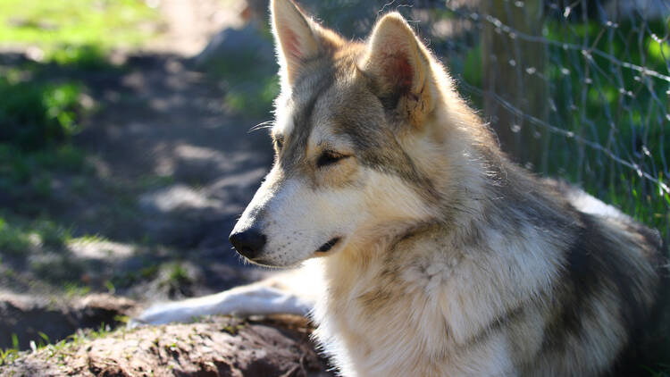 Wolf-dog mix breed in a wolf sanctuary