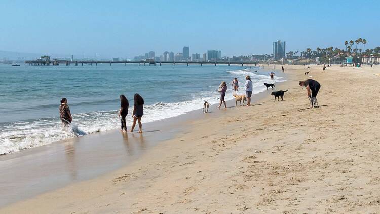 Take your pup to the only off-leash beach, Rosie’s Dog Beach