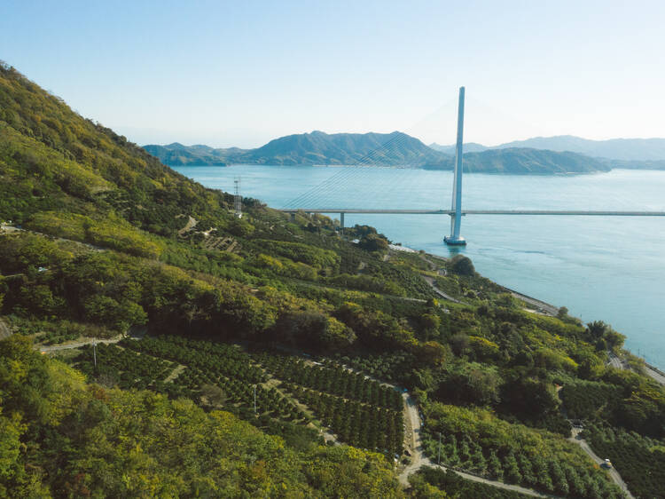 Lemon orchards, Ikuchijima