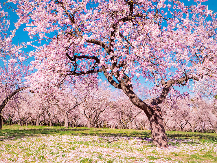 Ver florecer los almendros en La Quinta de los Molinos