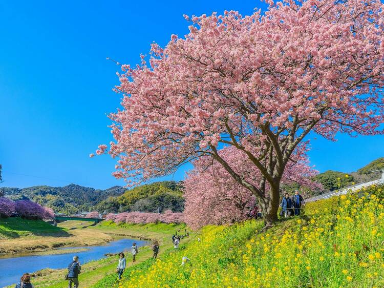 See beautiful cherry blossoms in February in Shizuoka, about three hours from Tokyo