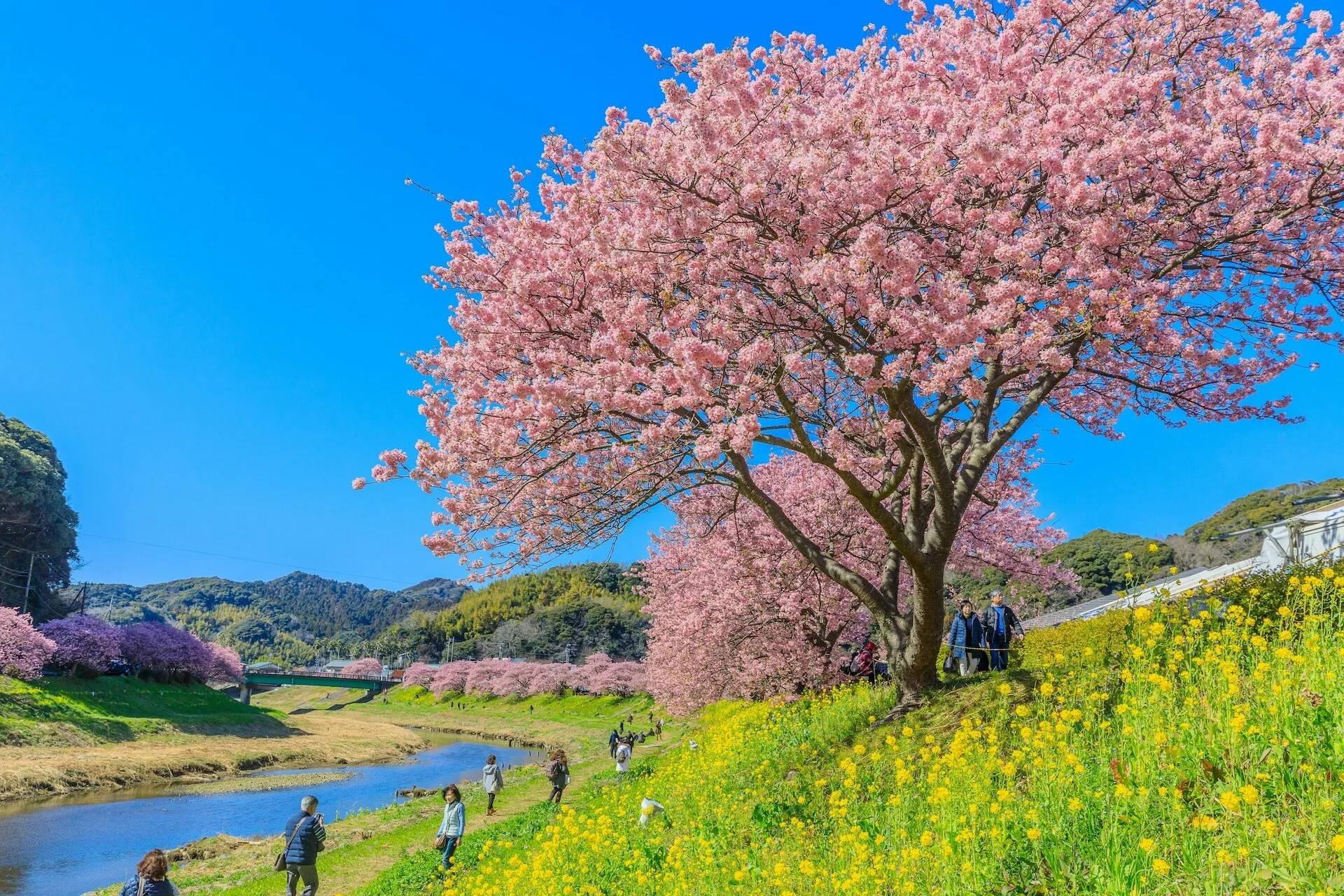 Izu Peninsula cherry blossoms