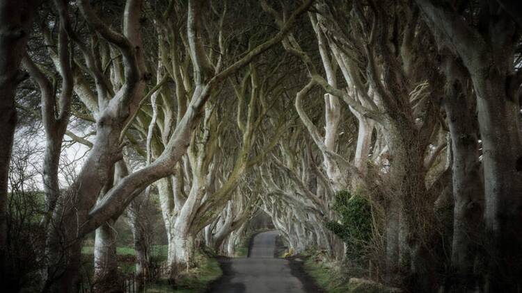 Dark Hedges Kingsroad Northern Ireland