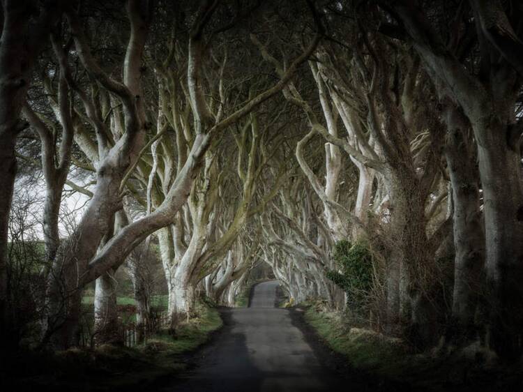 The Dark Hedges, Country Antrim