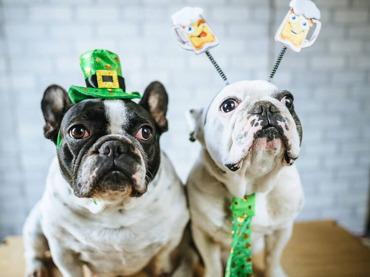 St. Patrick’s Day Dog Pawade