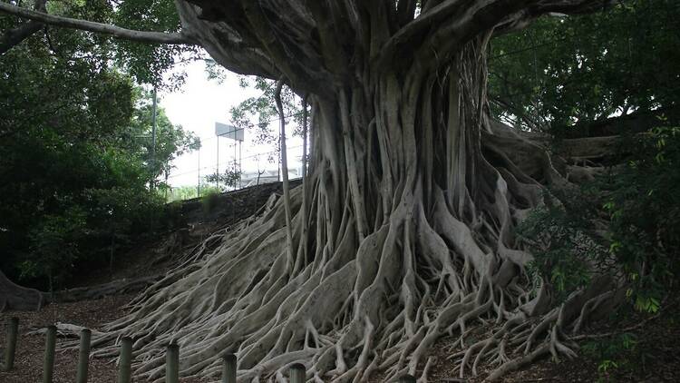 Go see the trees opposite Suncorp Stadium