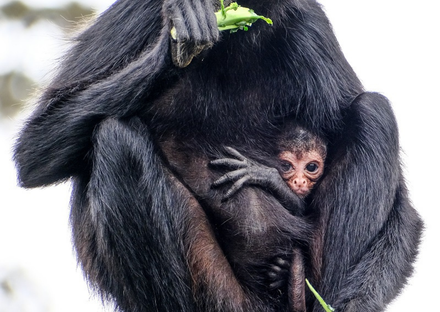 Macaco-aranha-da-colômbia - Jardim Zoológico