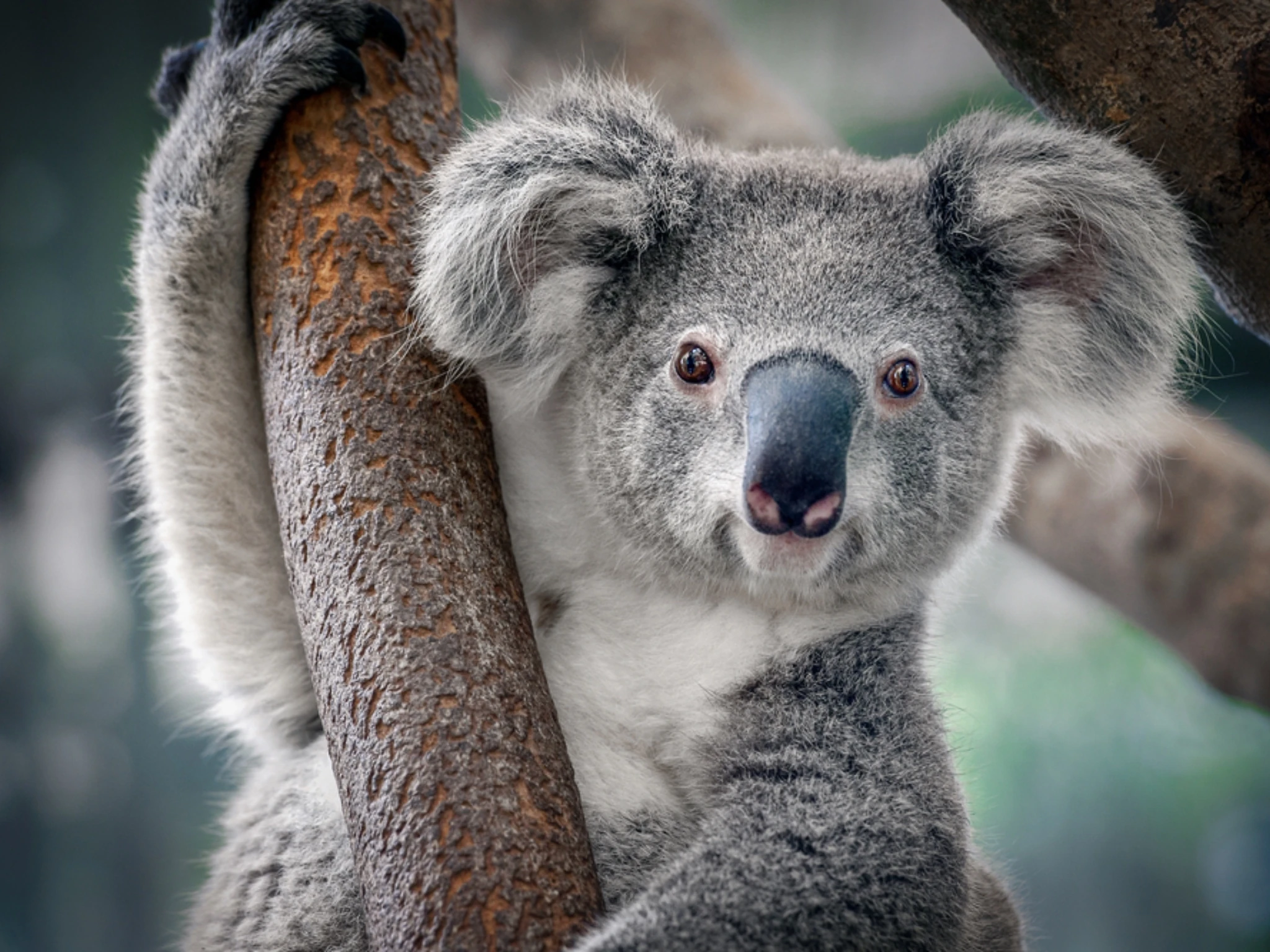 Koala in a tree