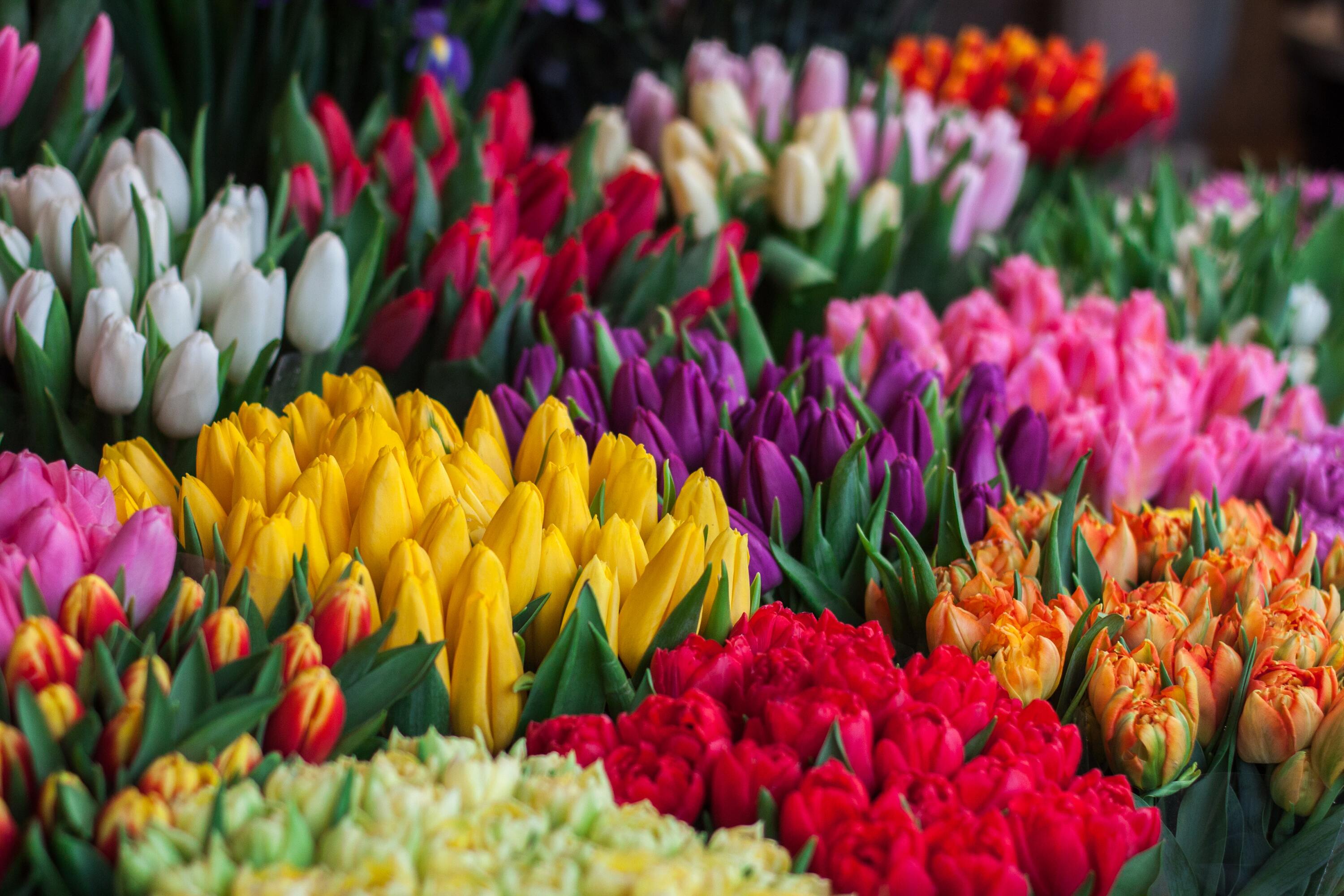 Oeiras volta a distribuir flores para promover o amor e os afectos