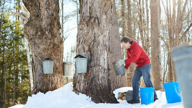 Maple Sugaring, March