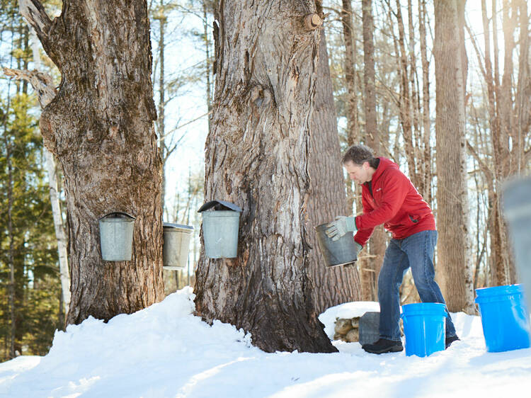 Maple Sugaring, March