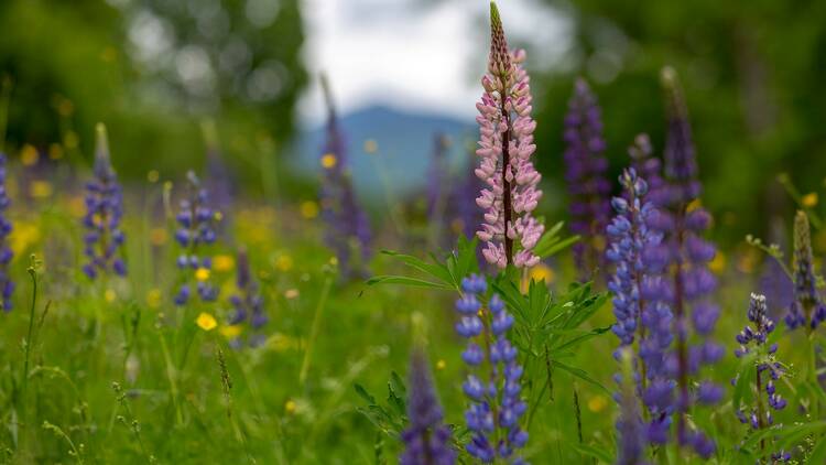 Lupines in June