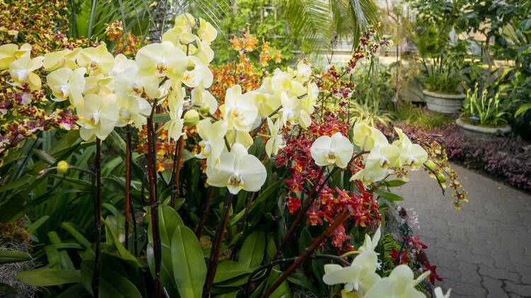 The Orchid Show: Untamed