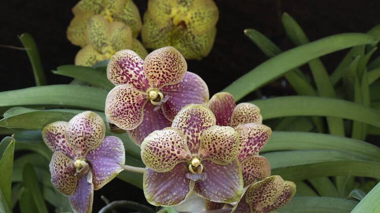 Orchids in the Clouds: 2025 Pacific Orchid Exposition