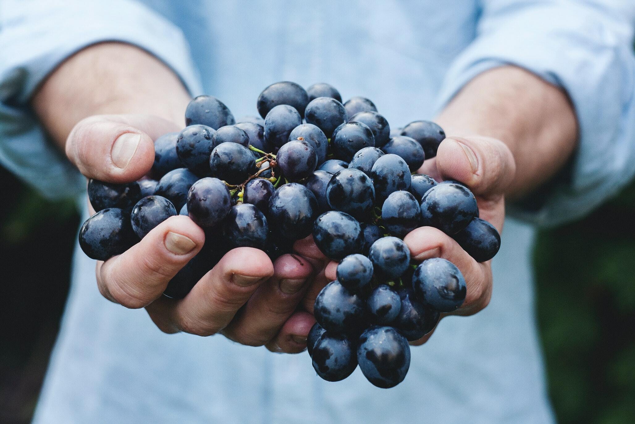 Hand Harvested Grapes