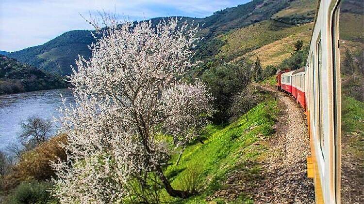 Rota das Amendoeiras no Douro