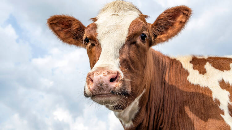 Cow portrait of a lovely red bovine, with white blaze, pink nose and friendly and calm expression, a sky background 
