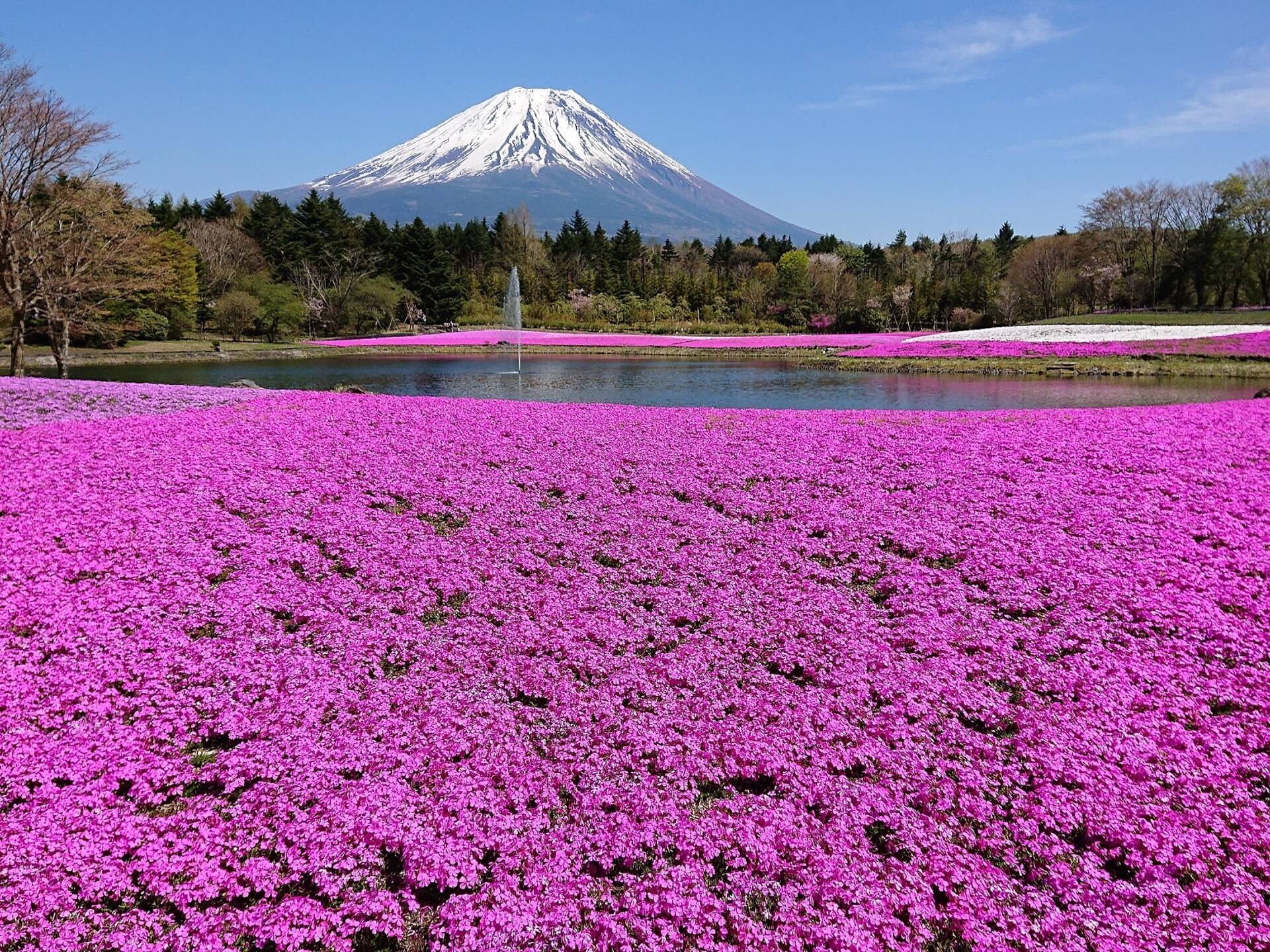 The most beautiful spring flowers in Tokyo – and where to see them all ...