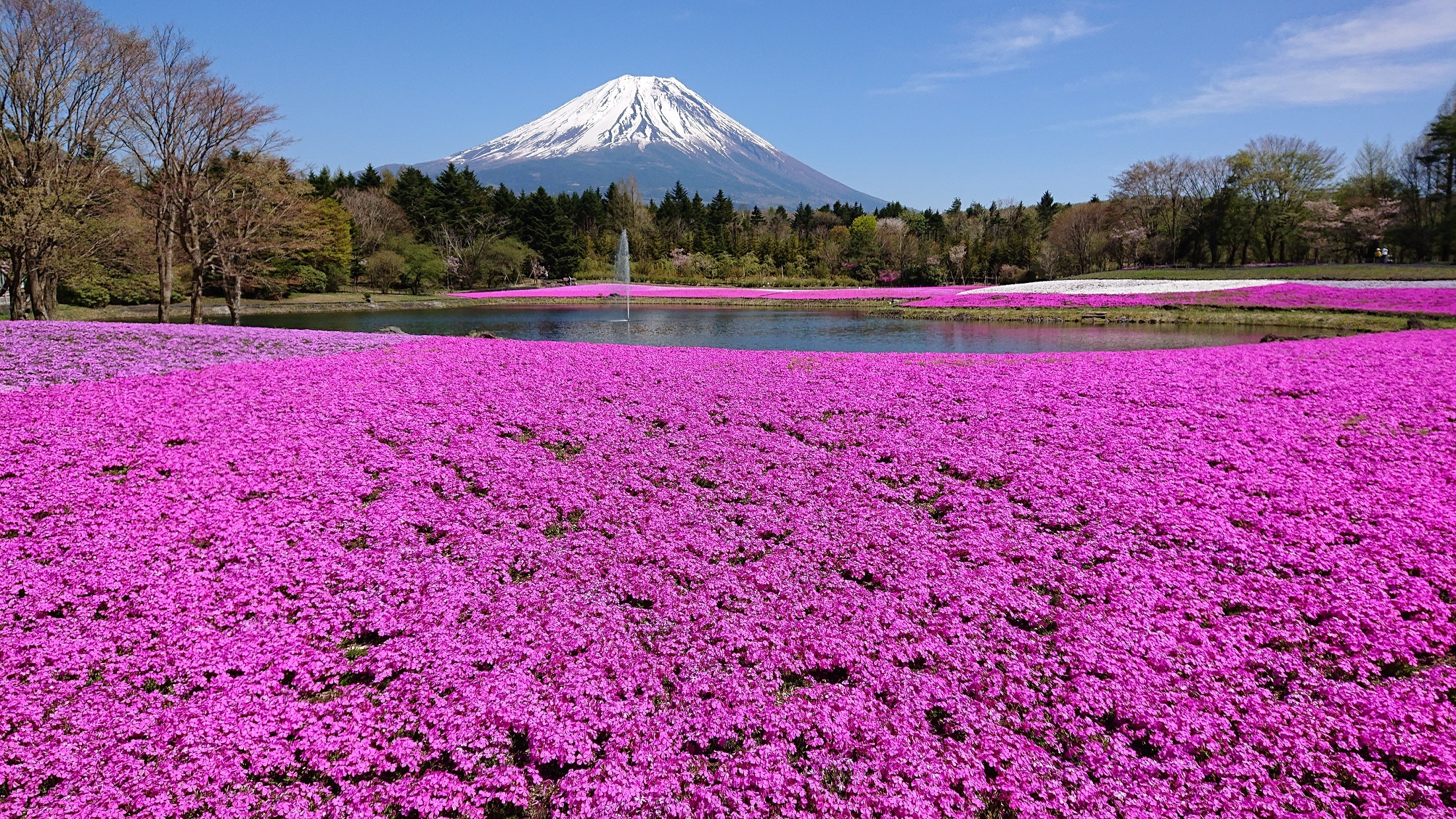 Get an iconic springtime view of Mt Fuji at this shibazakura flower festival