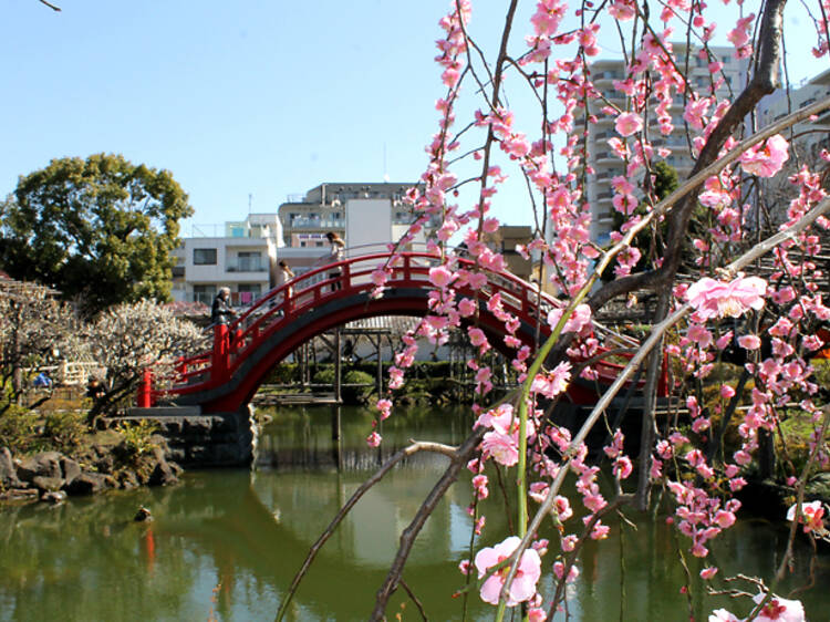 Kameido Tenjin Plum Festival