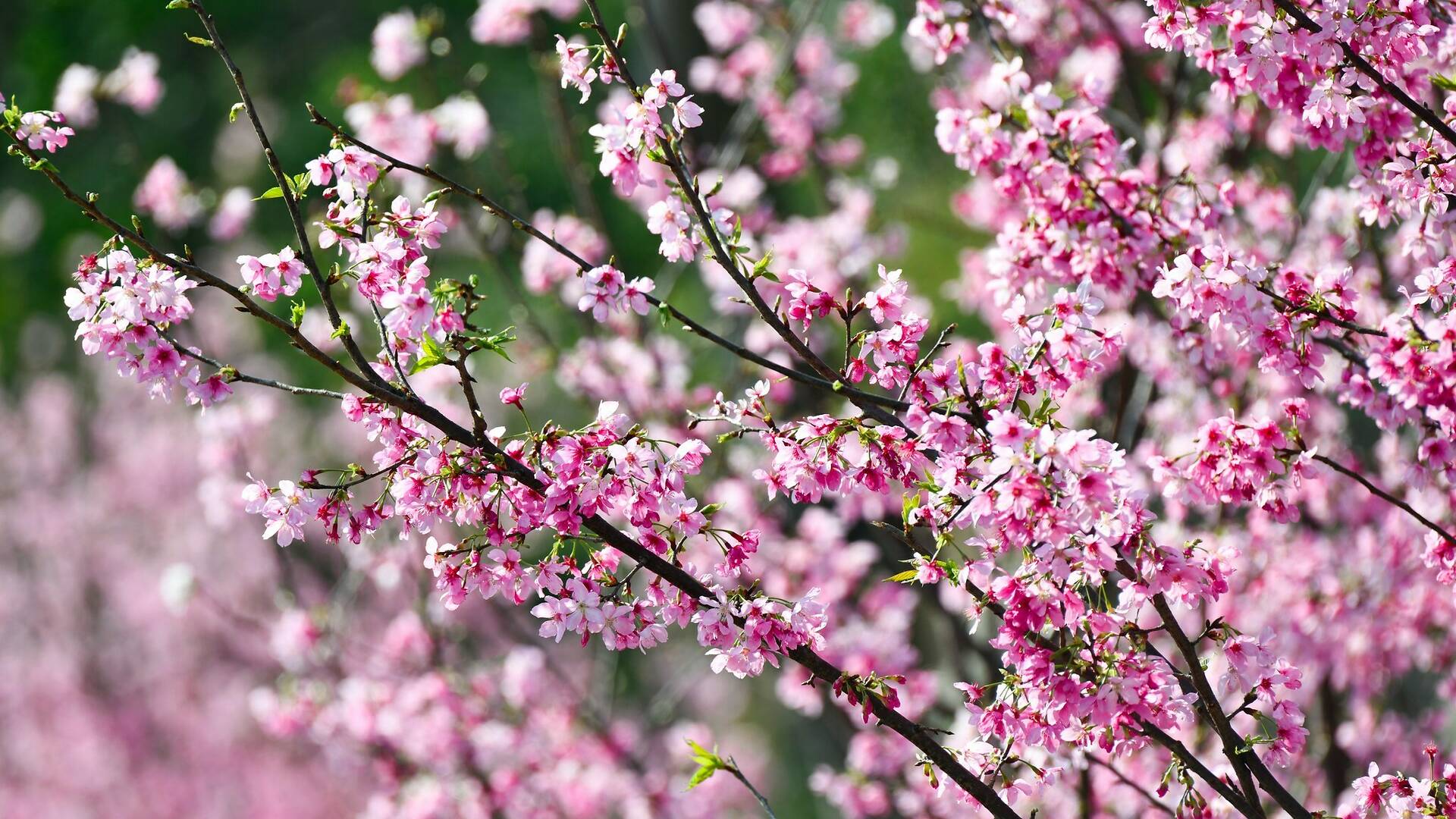 9 Best Places to See Cherry Blossom in Hong Kong 2024
