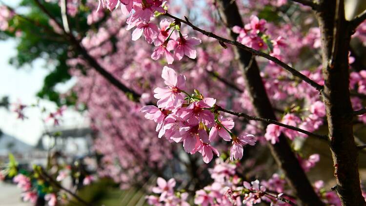 cherry blossoms tung chung