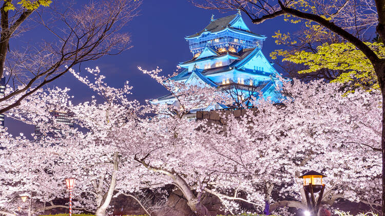 Osaka Castle Park cherry blossoms