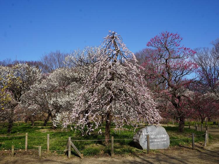 郷土の森 梅まつり