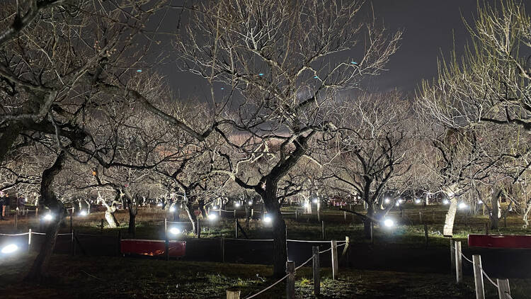 府中市郷土の森 梅まつり