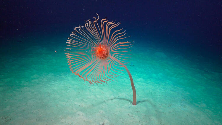 A red flower-like plant growing from the bottom of the ocean.