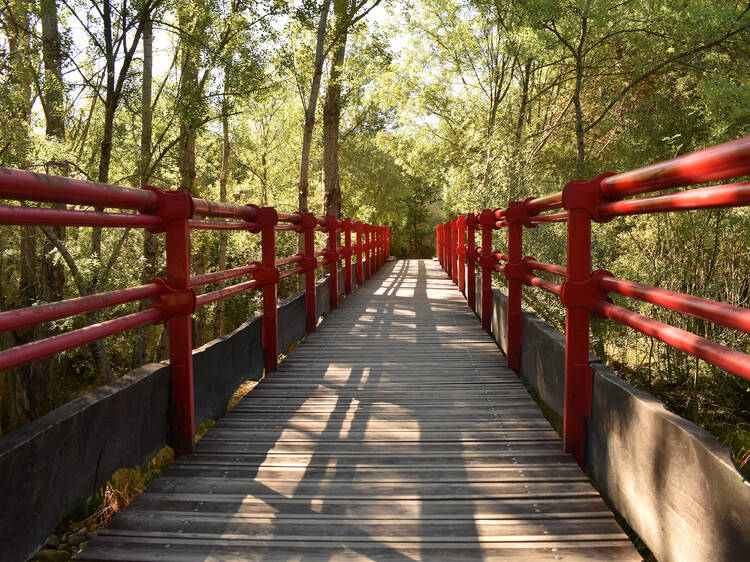 Los bosques más bonitos de Madrid para visitar en verano