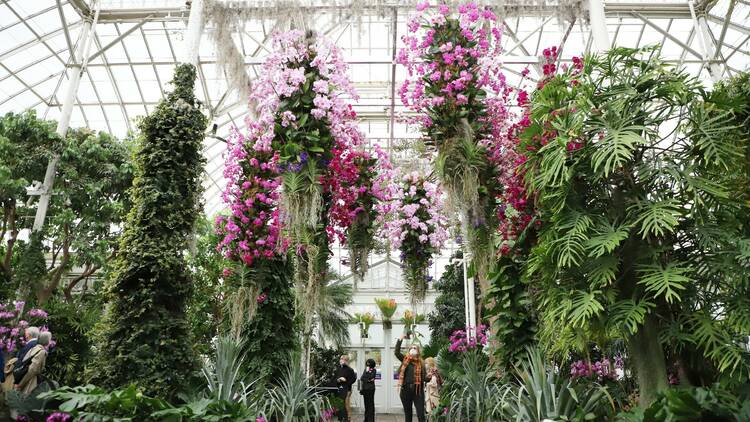 NYBG Orchid Show 2022