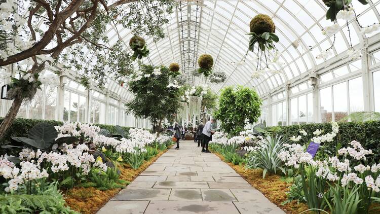NYBG Orchid Show 2022