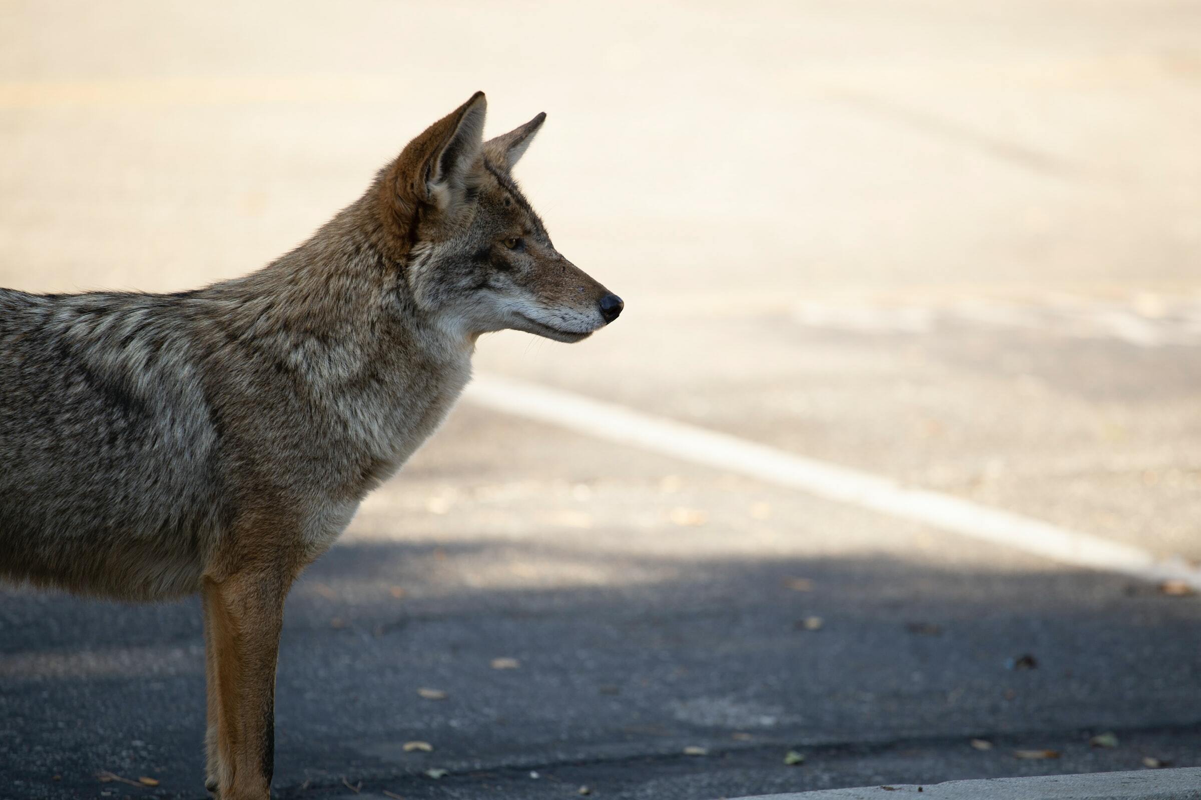 coyote