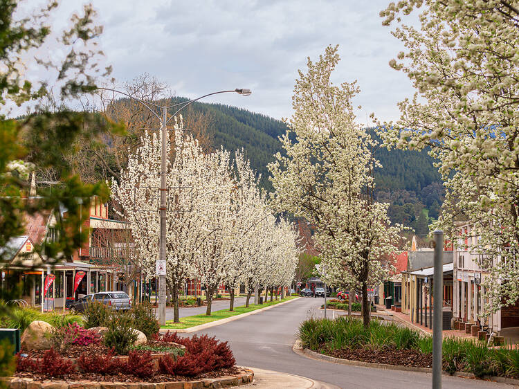 A street shot of Bright, Victoria featuring tree-studded pathways.