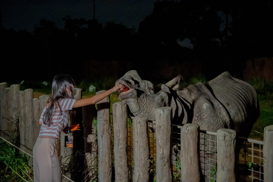 Night Safari: Feeding sessions with Indian Rhinos | Kids in Singapore