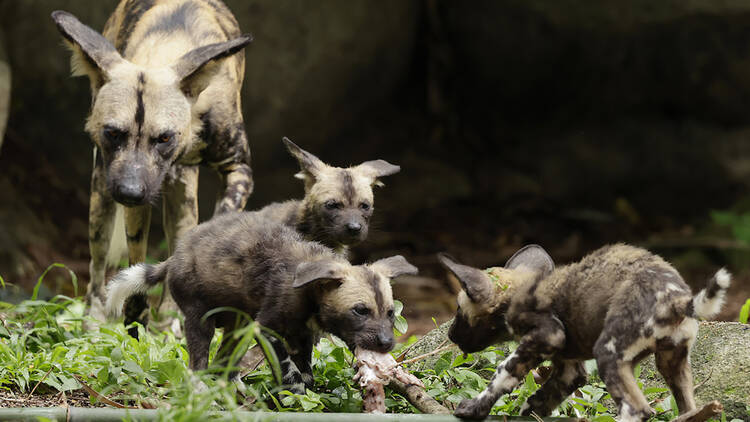 African painted dogs