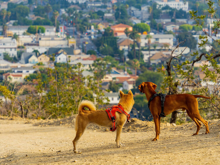 The best dog-friendly hikes in L.A.