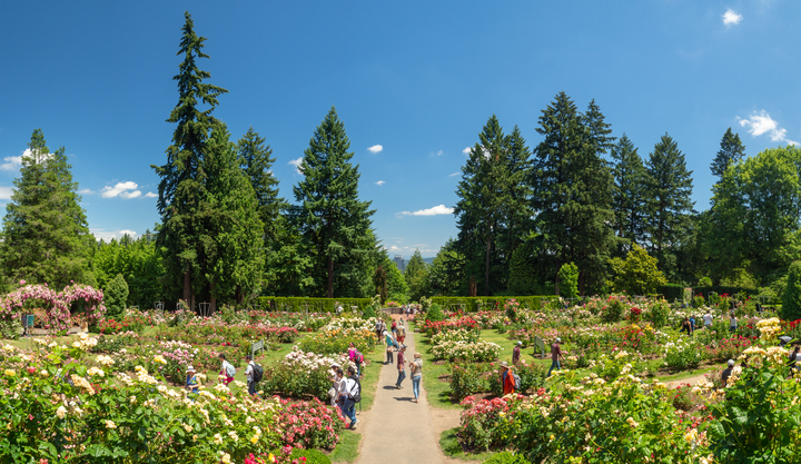 International Rose Test Garden, Portland
