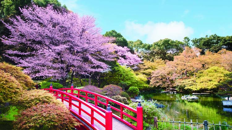 Hotel New Otani, cherry blossoms, sakura, spring, Japanese garden