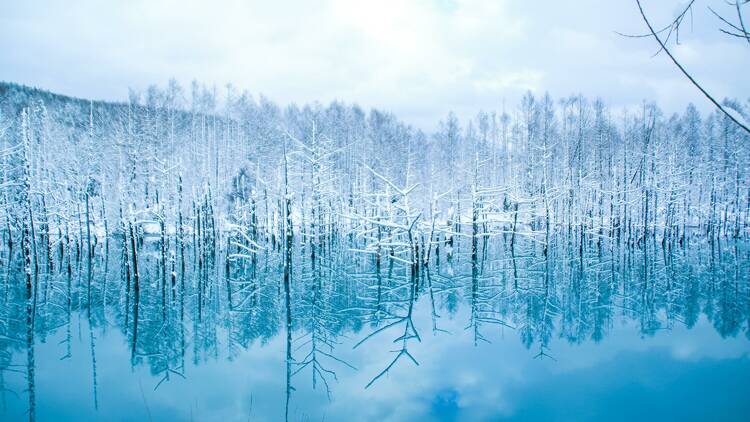 白金青い池（Photo by KWON YOUN on Unsplash）