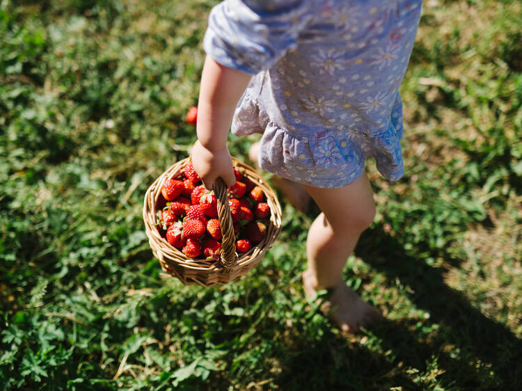 The best spots to go strawberry picking in Miami