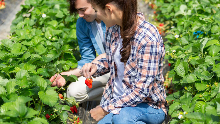 Phil's Farm - Strawberry Picking