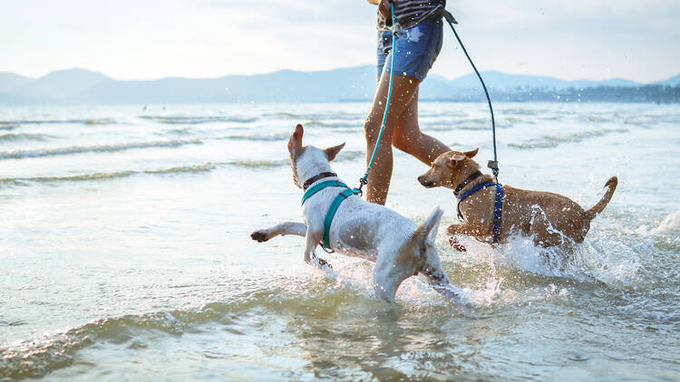 Dogs,Enjoy,Playing,On,Beach,With,Owner